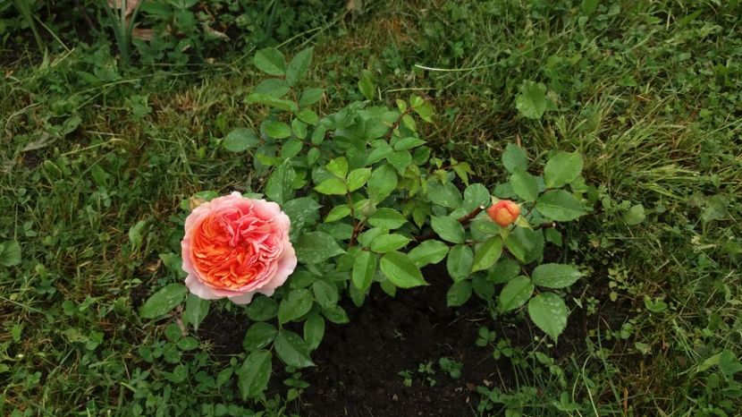 1496903233110-306259201 - Chippendale