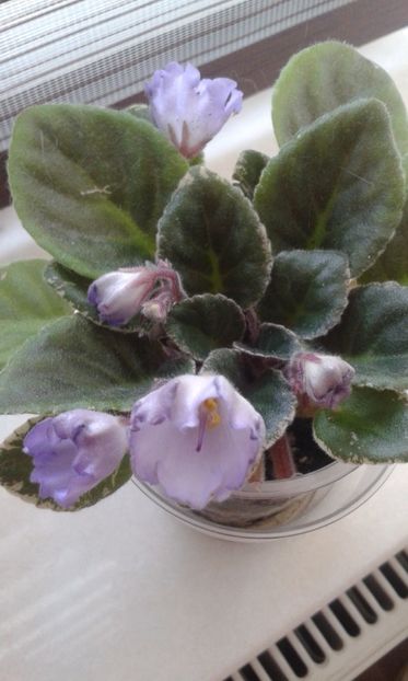 Robs  Pewter  Bells - VIOLETE DE COLECTIE 2017