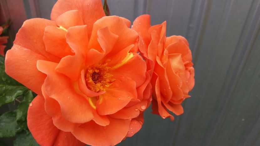 1496903324675-1819238154 - Westerland