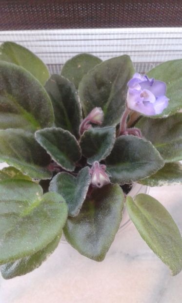 Robs  Pewter  Bells - VIOLETE DE COLECTIE 2017