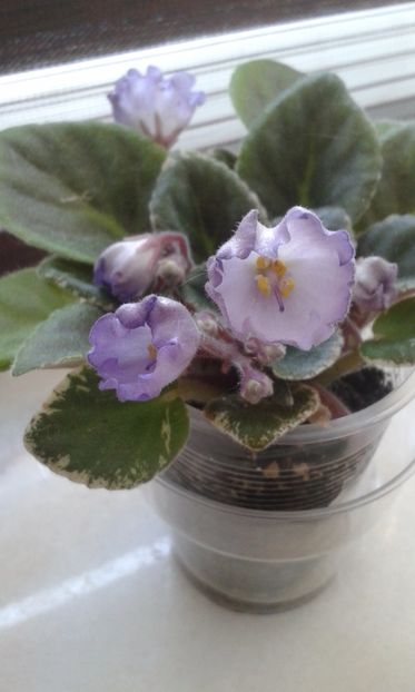 Robs  Pewter  Bells - VIOLETE DE COLECTIE 2017