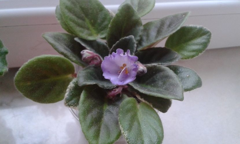 Robs  Pewter  Bells - VIOLETE DE COLECTIE 2017