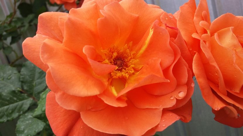 Acel portocaliu ce ti incanta privirea - Westerland