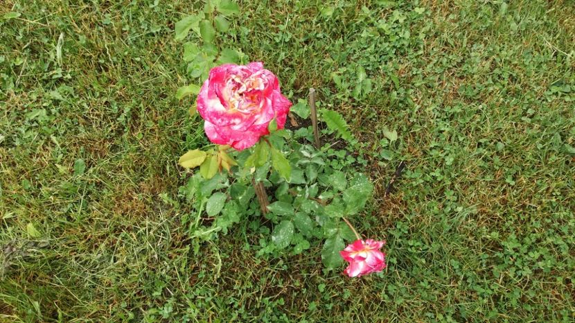 1496903587733-1782503399 - Duble Delight