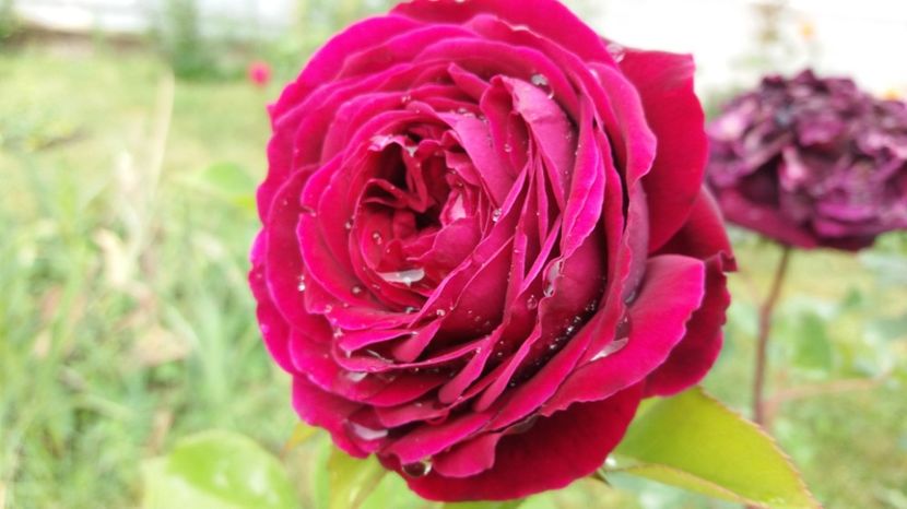 1496903683345-694273167 - The Prince