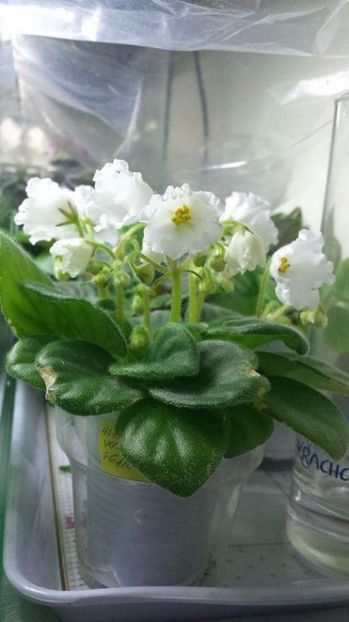 N  Robinzon - VIOLETE DE COLECTIE 2017