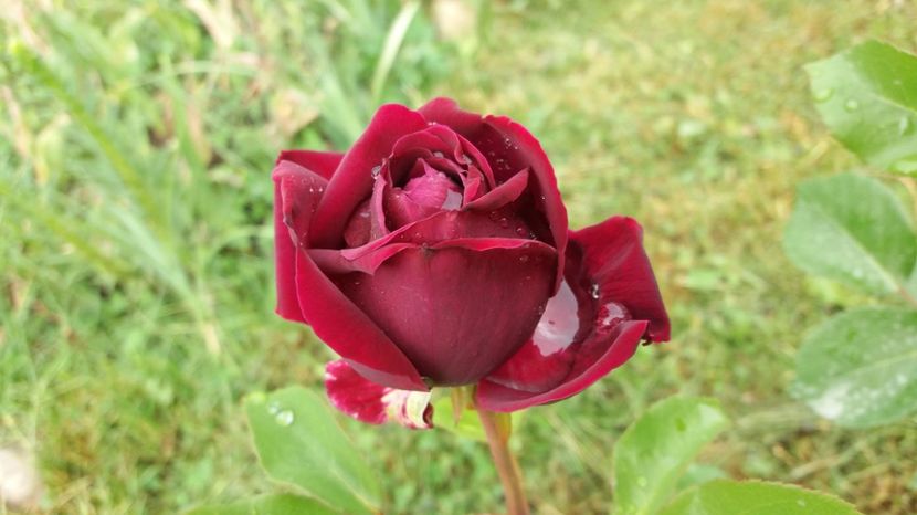 1496903695772-1417339786 - The Prince