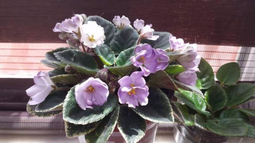 Robs  Pewter  Bells - VIOLETE DE COLECTIE 2017