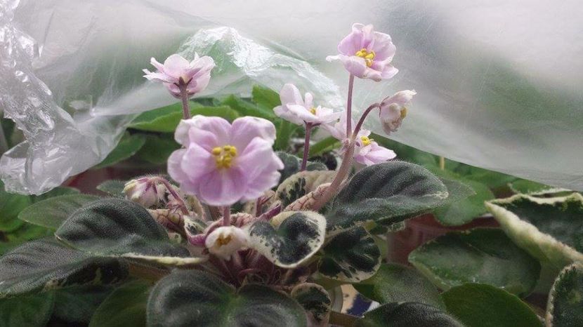 Daria - VIOLETE DE COLECTIE 2017