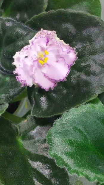 LE Elischijia Polia - VIOLETE DE COLECTIE 2017