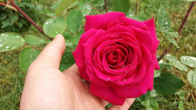 1496903878846-1371346703 - Heidi Klum sa fie