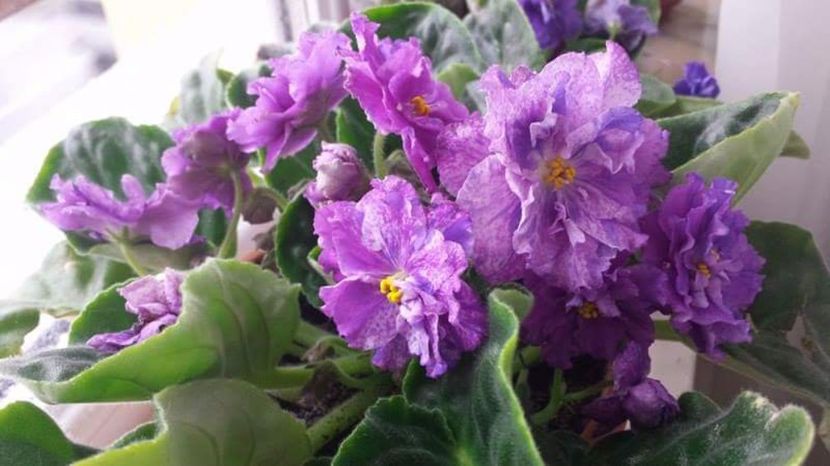 Le Pisanka - VIOLETE DE COLECTIE 2017