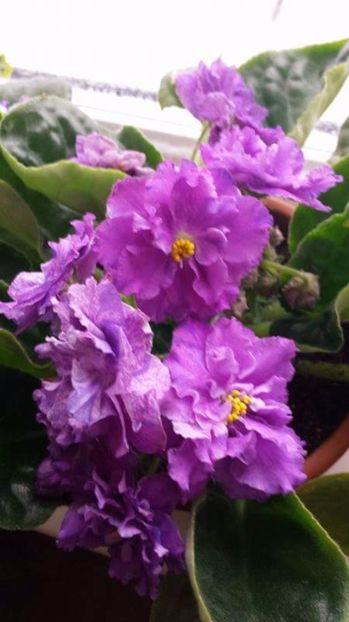 LE Pisanka - VIOLETE DE COLECTIE 2017