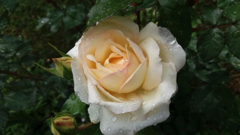 1496904062017-1675126177 - Limelight