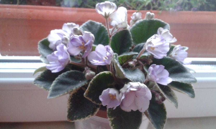 Robs  Pewter  Bells - VIOLETE DE COLECTIE 2017