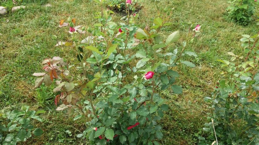 1496904289719-538142538 - Violette Parfumee