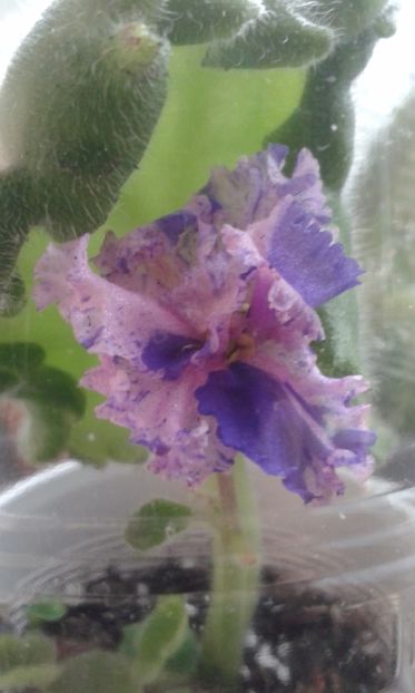 Le Natali - VIOLETE DE COLECTIE 2017