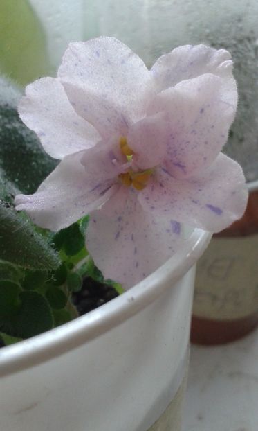 Neznaika - VIOLETE DE COLECTIE 2017