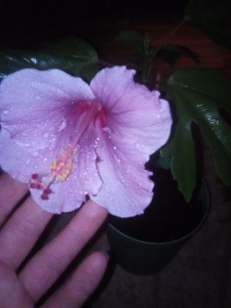  - Hibiscus Blue Wings