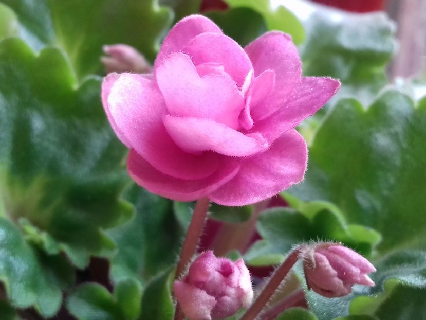 Rococo ballet - violete