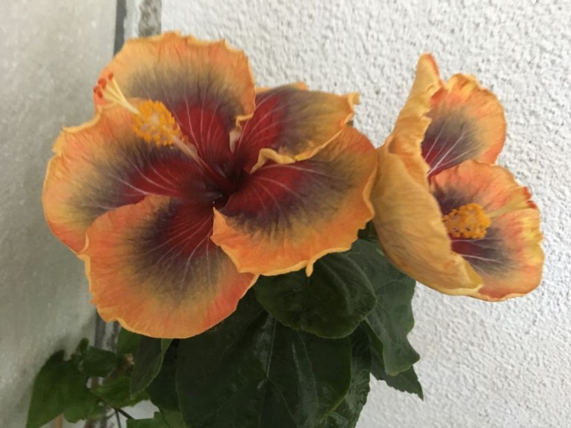  - Tahitian Purple Passion