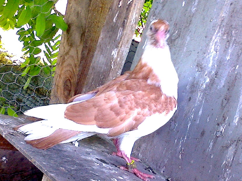 din florii moriscari - z1-pui 2015 2016 2017 2018