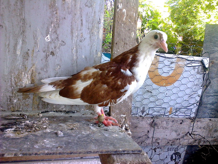 din florii moriscari - z1-pui 2015 2016 2017 2018