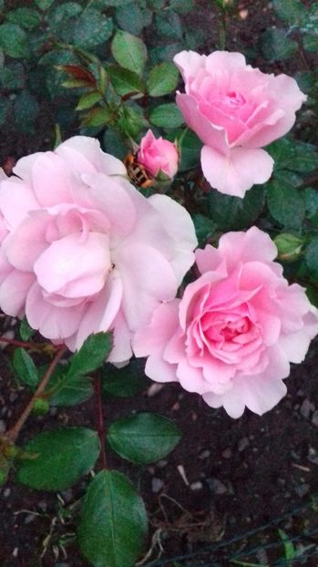 kimono - Trandafiri-2 anul 2017