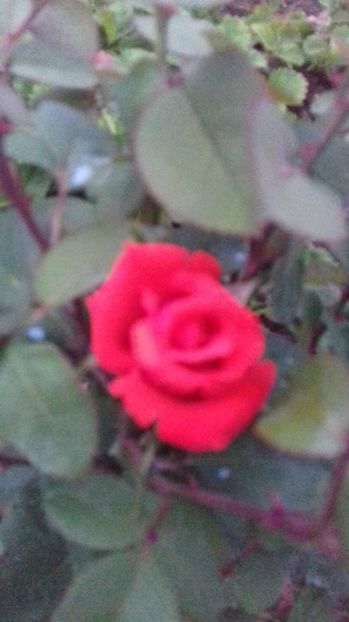  - Trandafiri-2 anul 2017