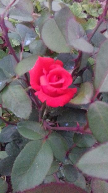  - Trandafiri-2 anul 2017