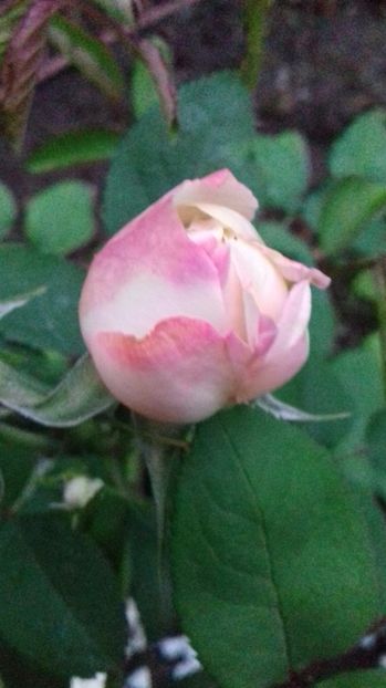  - Trandafiri-2 anul 2017