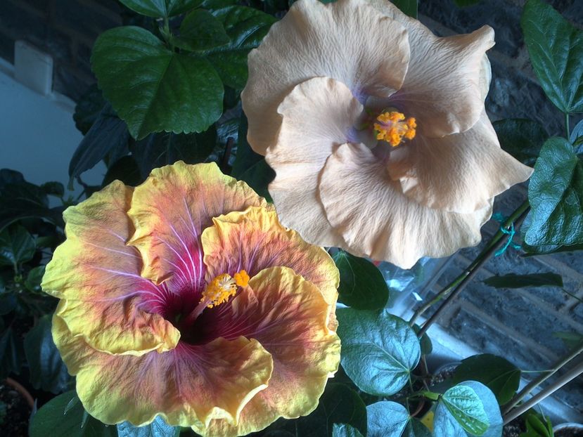 WIN_20170608_105106 - 03Hibiscus