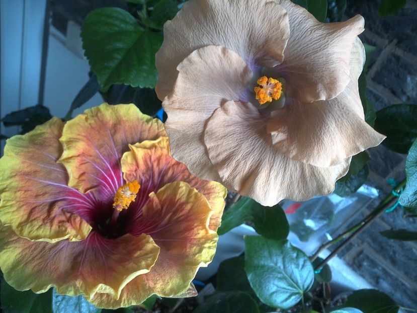 WIN_20170608_105128 - 03Hibiscus
