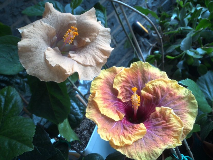 WIN_20170608_104733 - 03Hibiscus