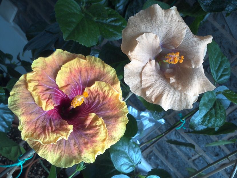 WIN_20170608_105010 - 03Hibiscus