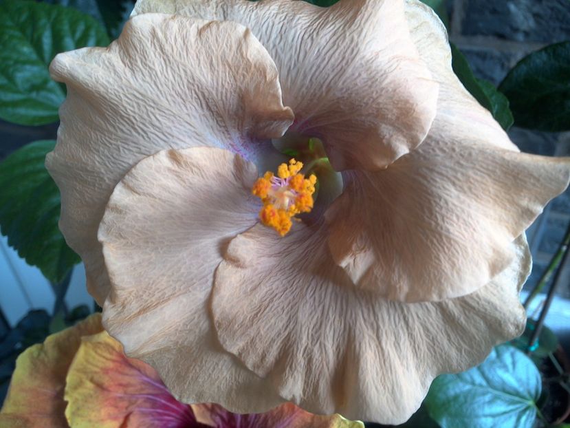 WIN_20170608_104946 - Moorea Mangy