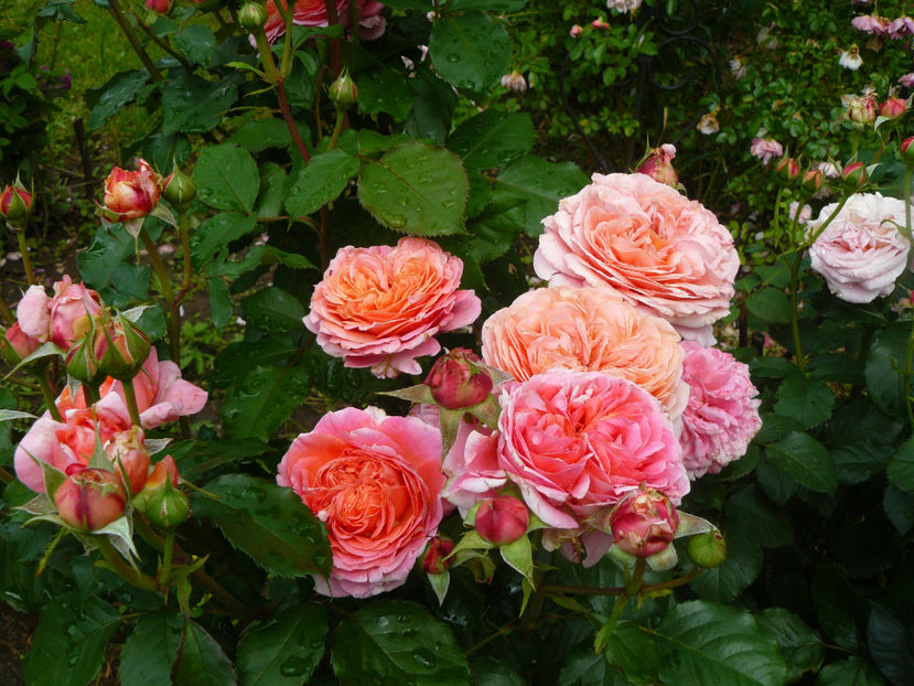 Mary Anne - 2017 Trandafiri iunie