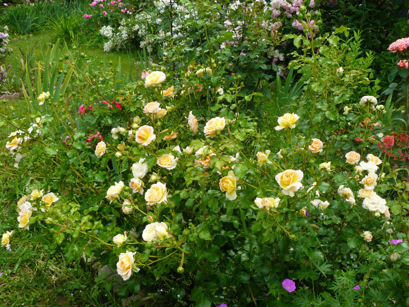 Concerto 94 - 2017 Trandafiri iunie