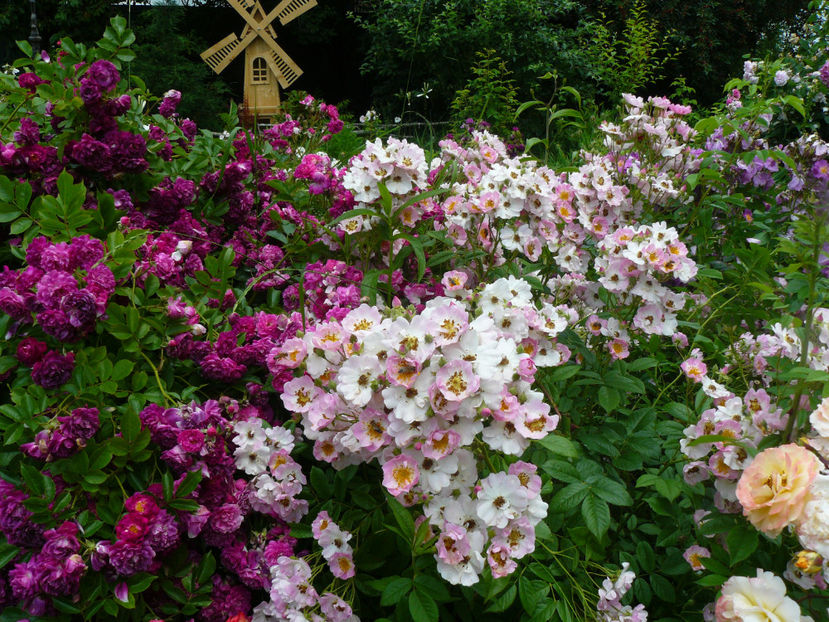 Blue Magenta si Apple Blossom - 2017 Trandafiri iunie