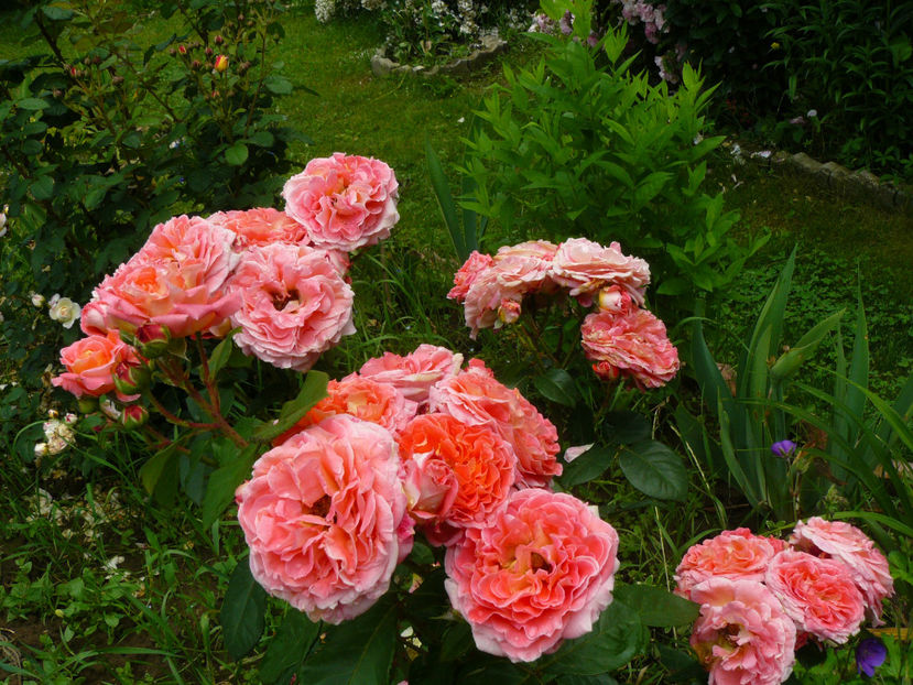 Mamie Ditierre - 2017 Trandafiri iunie