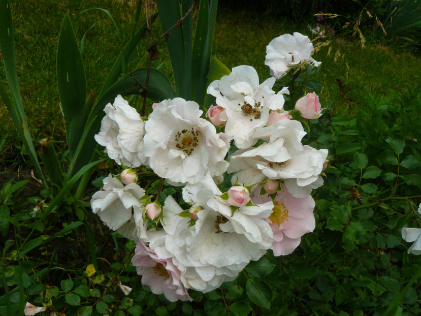 Rusticana - 2017 Trandafiri iunie