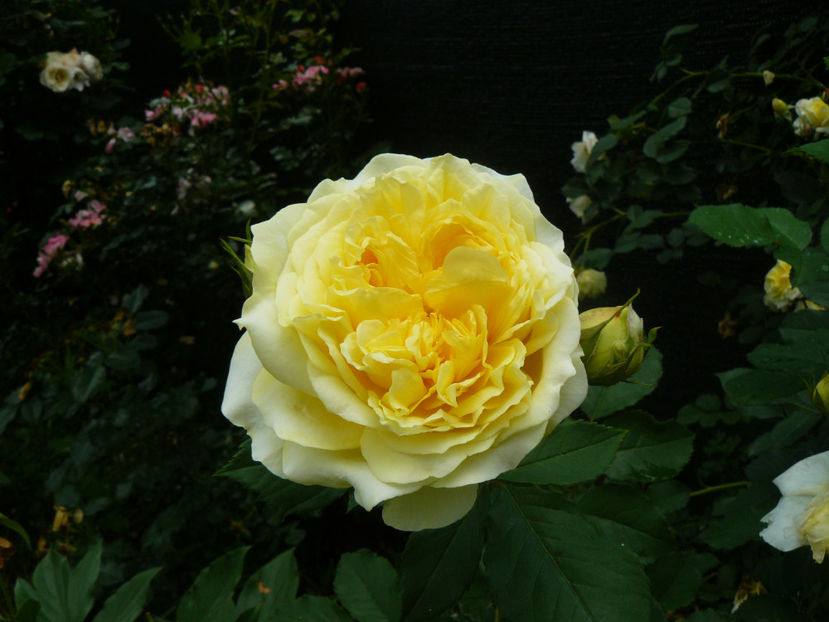 The Pilgrim - 2017 Trandafiri iunie