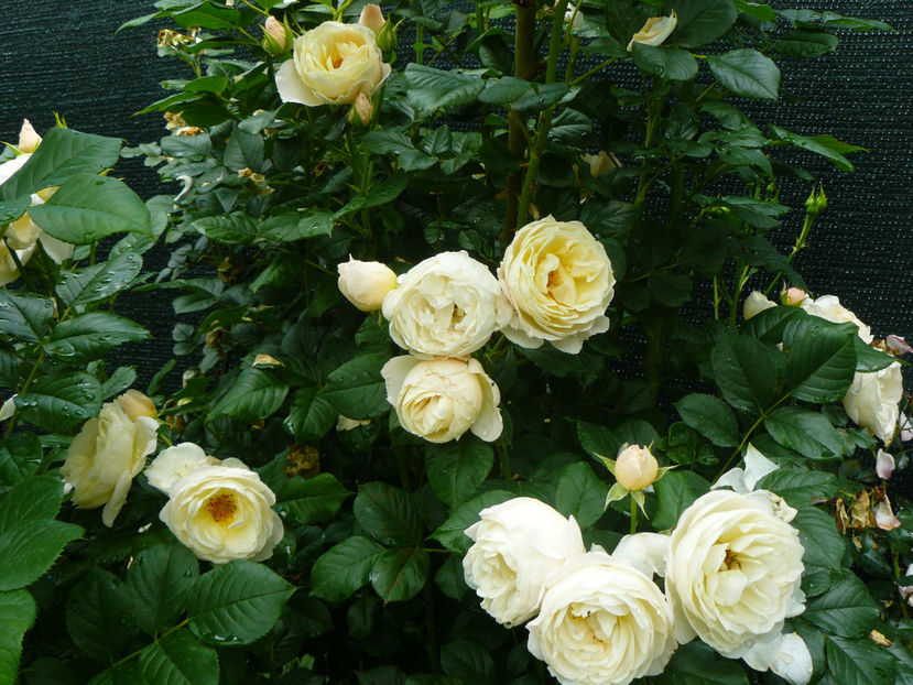 Ueterson Klosterosse - 2017 Trandafiri iunie