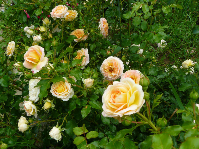 Concerto 94 - 2017 Trandafiri iunie