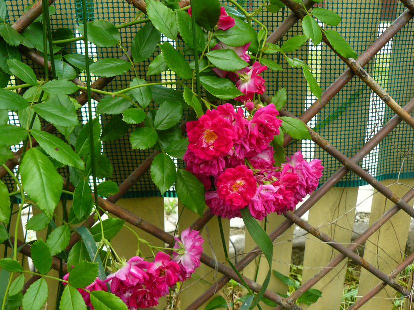 Excelsa - 2017 Trandafiri iunie