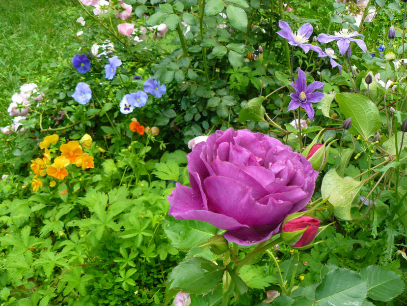 Minerva - 2017 Trandafiri iunie