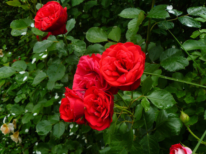 Piano - 2017 Trandafiri iunie