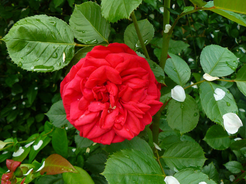 Piano - 2017 Trandafiri iunie