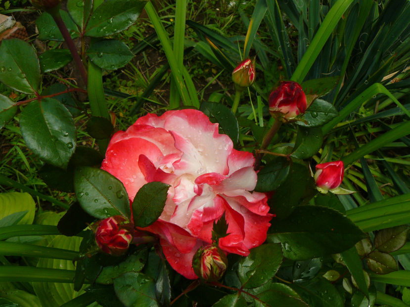 Nostalgie - 2017 Trandafiri iunie