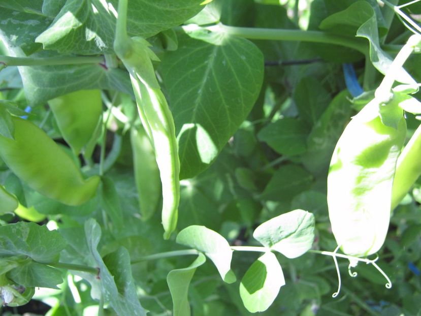  - A-A Gradina de legume -fructe-plante aromatice si medicinale 2017